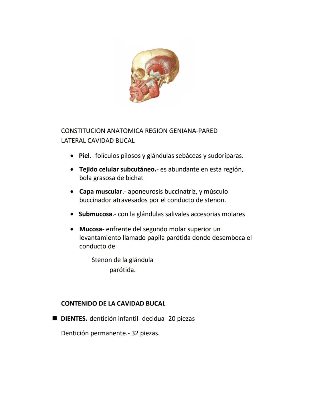 DEPARTAMENTO DE ΑΝΑΤΟΜΙA HUMANA F.O. U.A.N.L.
SISTEMA NERVIOSO CENTRAL.
Es el conjunto de elemento anatómicos encargados de regir el funci
