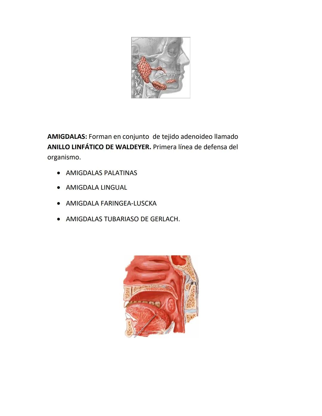 DEPARTAMENTO DE ΑΝΑΤΟΜΙA HUMANA F.O. U.A.N.L.
SISTEMA NERVIOSO CENTRAL.
Es el conjunto de elemento anatómicos encargados de regir el funci