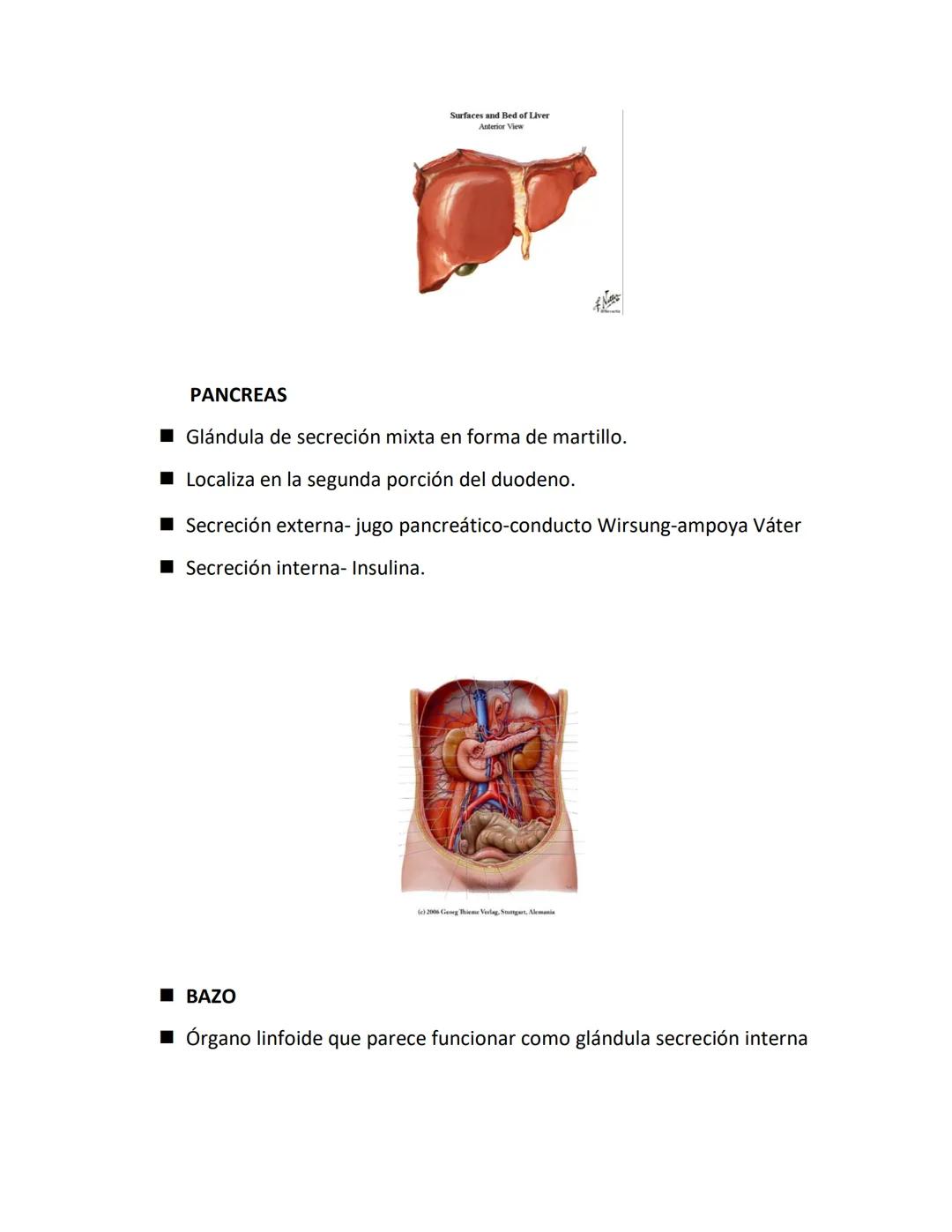 DEPARTAMENTO DE ΑΝΑΤΟΜΙA HUMANA F.O. U.A.N.L.
SISTEMA NERVIOSO CENTRAL.
Es el conjunto de elemento anatómicos encargados de regir el funci