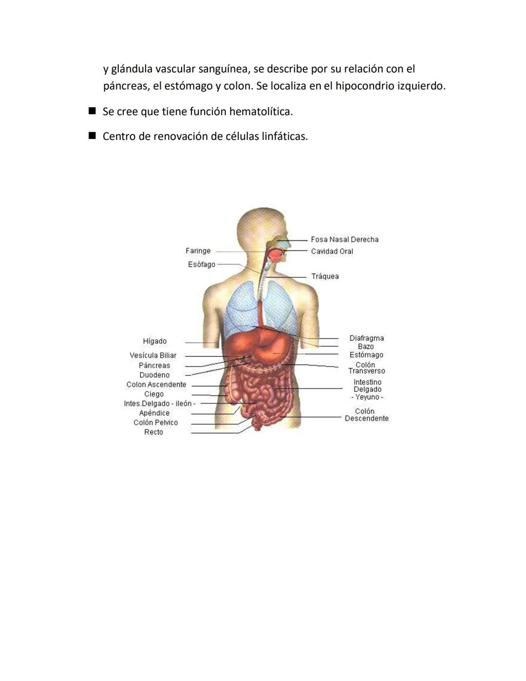 DEPARTAMENTO DE ΑΝΑΤΟΜΙA HUMANA F.O. U.A.N.L.
SISTEMA NERVIOSO CENTRAL.
Es el conjunto de elemento anatómicos encargados de regir el funci