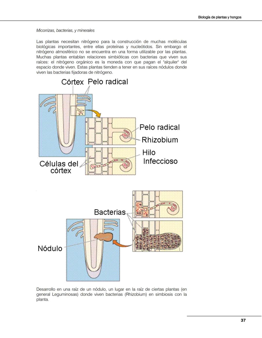 Hongos
Algas
Plantas
Bacterias
Seres vivos
Animales
Unidad 2
Biología de
plantas y
hongos.
Objetivos:
El alumno:
Argumentará la evolu
