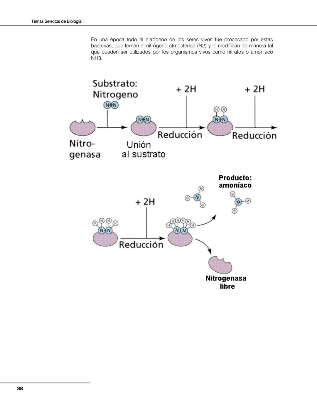 Hongos
Algas
Plantas
Bacterias
Seres vivos
Animales
Unidad 2
Biología de
plantas y
hongos.
Objetivos:
El alumno:
Argumentará la evolu