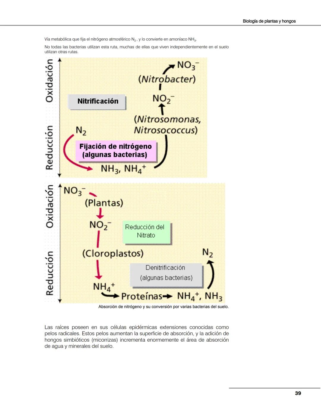 Hongos
Algas
Plantas
Bacterias
Seres vivos
Animales
Unidad 2
Biología de
plantas y
hongos.
Objetivos:
El alumno:
Argumentará la evolu