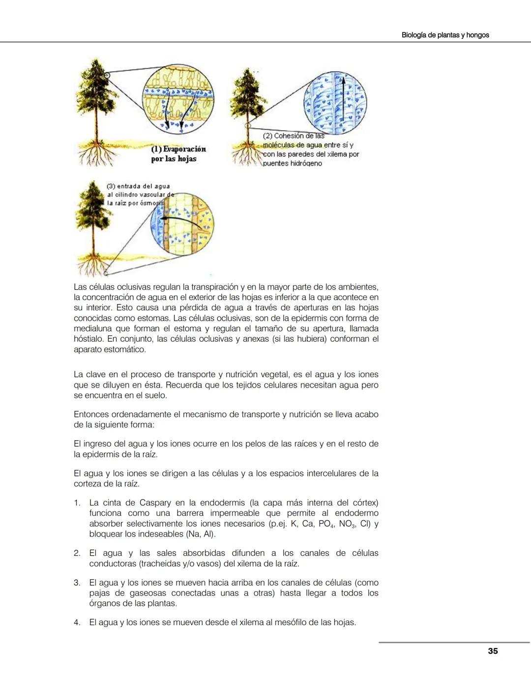 Hongos
Algas
Plantas
Bacterias
Seres vivos
Animales
Unidad 2
Biología de
plantas y
hongos.
Objetivos:
El alumno:
Argumentará la evolu
