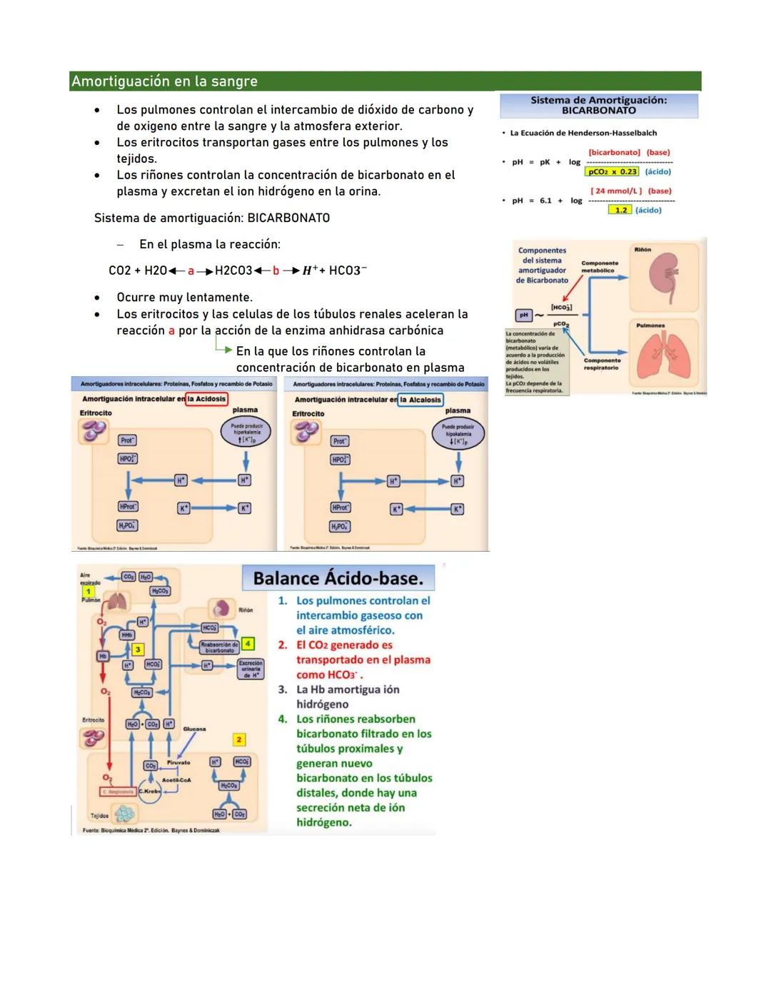 # Amortiguación en la sangre
- Los pulmones controlan el intercambio de dióxido de carbono y
de oxigeno entre la sangre y la atmosfera exte