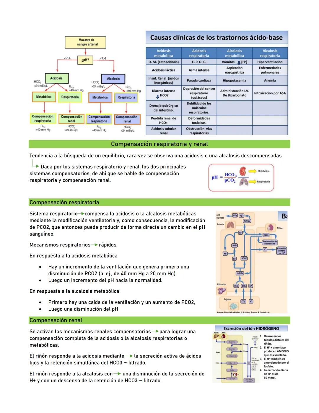 # Amortiguación en la sangre
- Los pulmones controlan el intercambio de dióxido de carbono y
de oxigeno entre la sangre y la atmosfera exte