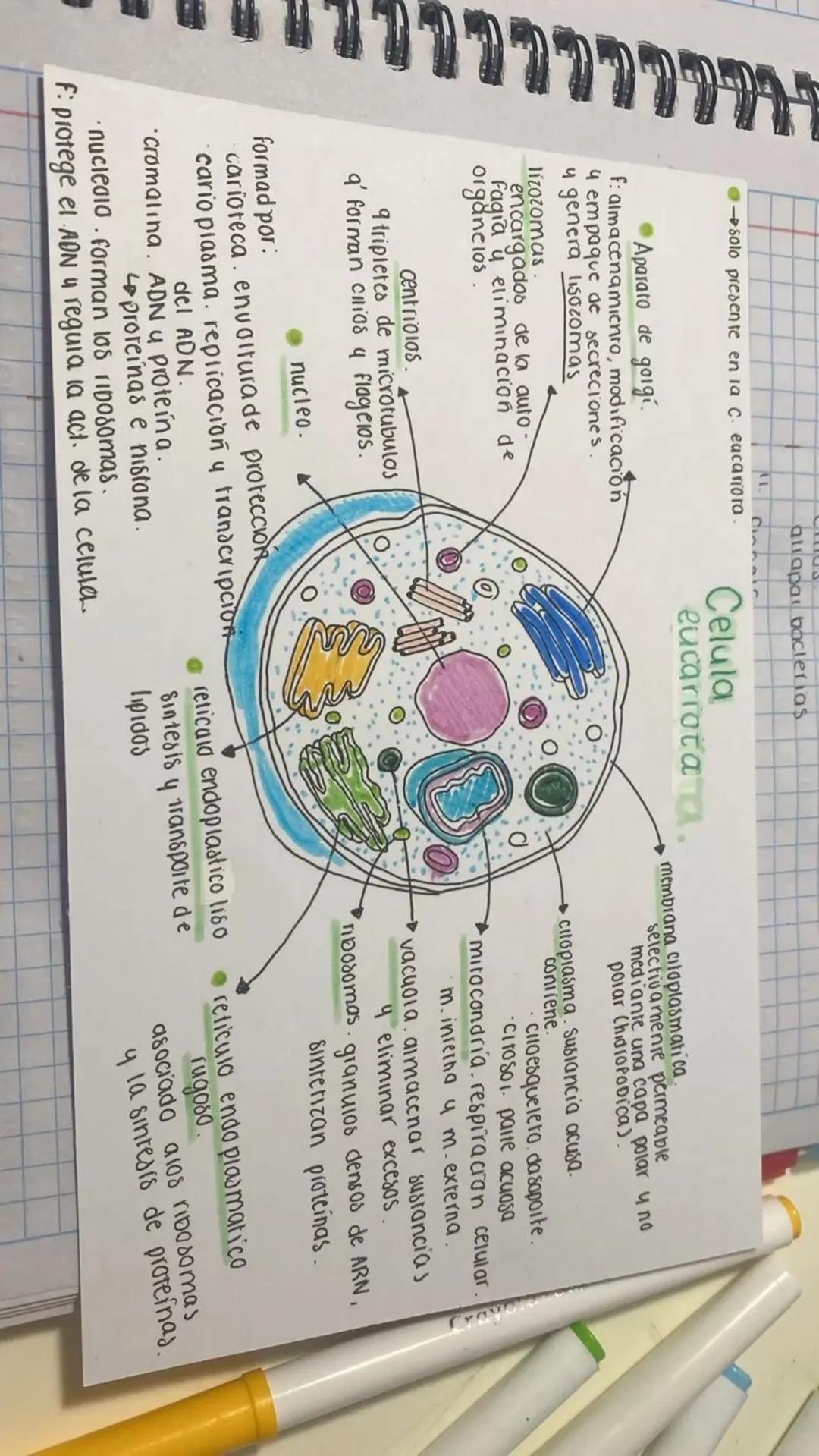 - solo presente en la c. eucariora
- Aparato de goigi.
f: almacenamiento, modificación
4 empaque de secreciones.
y genera lisozomas
lizozo
