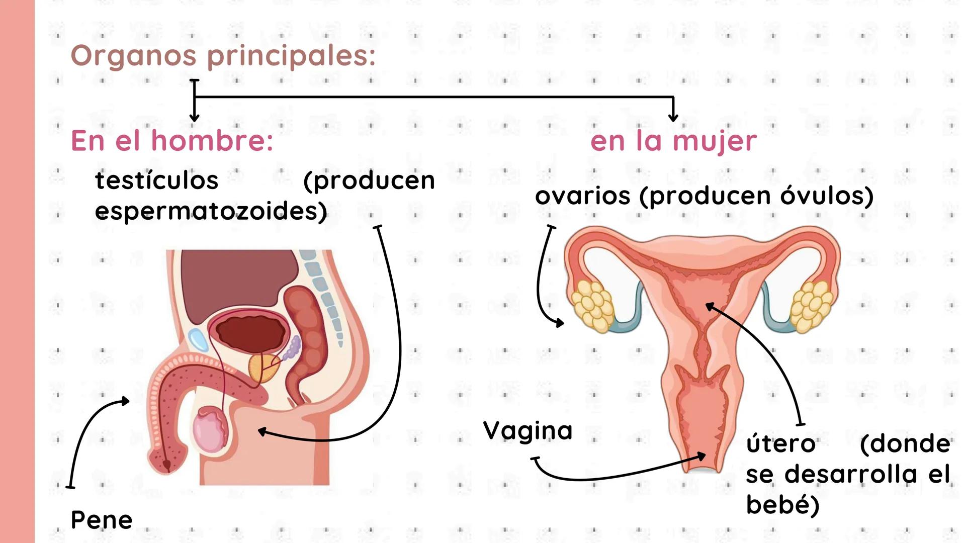 # PROCESOS VITALES
Del cuerpo humano # ¿QUE SON?
Los procesos vitales del cuerpo humano son las funciones
esenciales que permiten que una