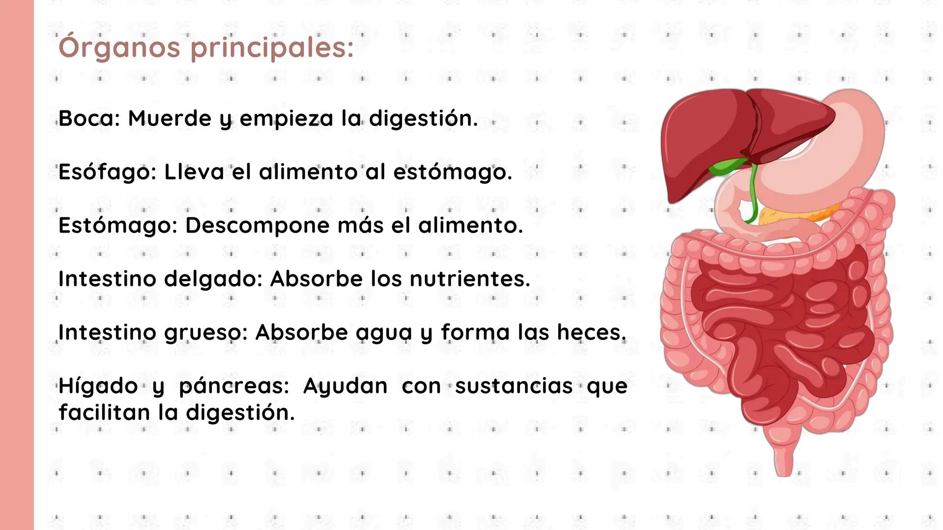 # PROCESOS VITALES
Del cuerpo humano # ¿QUE SON?
Los procesos vitales del cuerpo humano son las funciones
esenciales que permiten que una