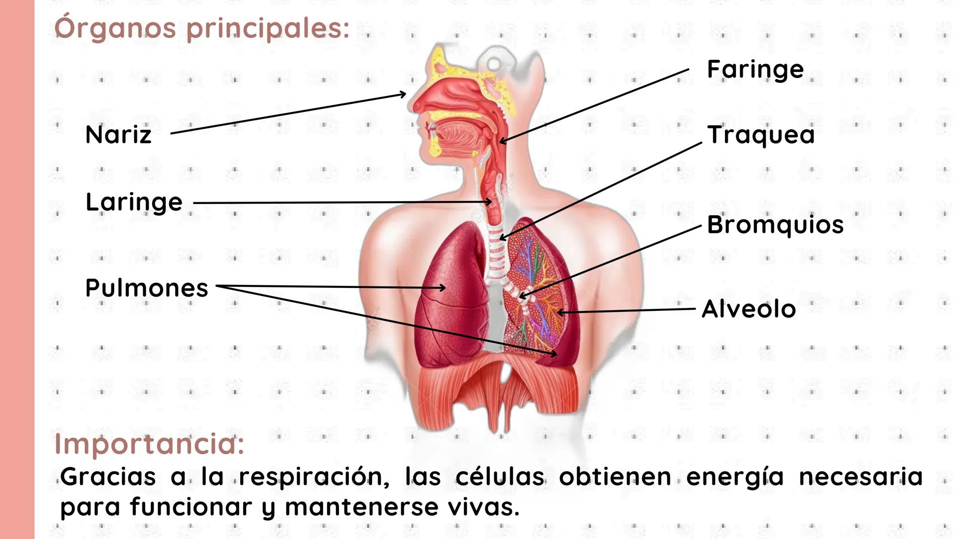 # PROCESOS VITALES
Del cuerpo humano # ¿QUE SON?
Los procesos vitales del cuerpo humano son las funciones
esenciales que permiten que una