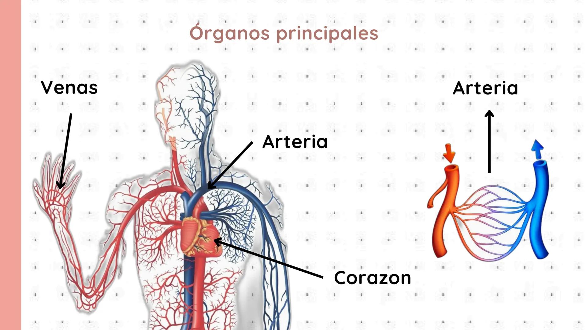 # PROCESOS VITALES
Del cuerpo humano # ¿QUE SON?
Los procesos vitales del cuerpo humano son las funciones
esenciales que permiten que una