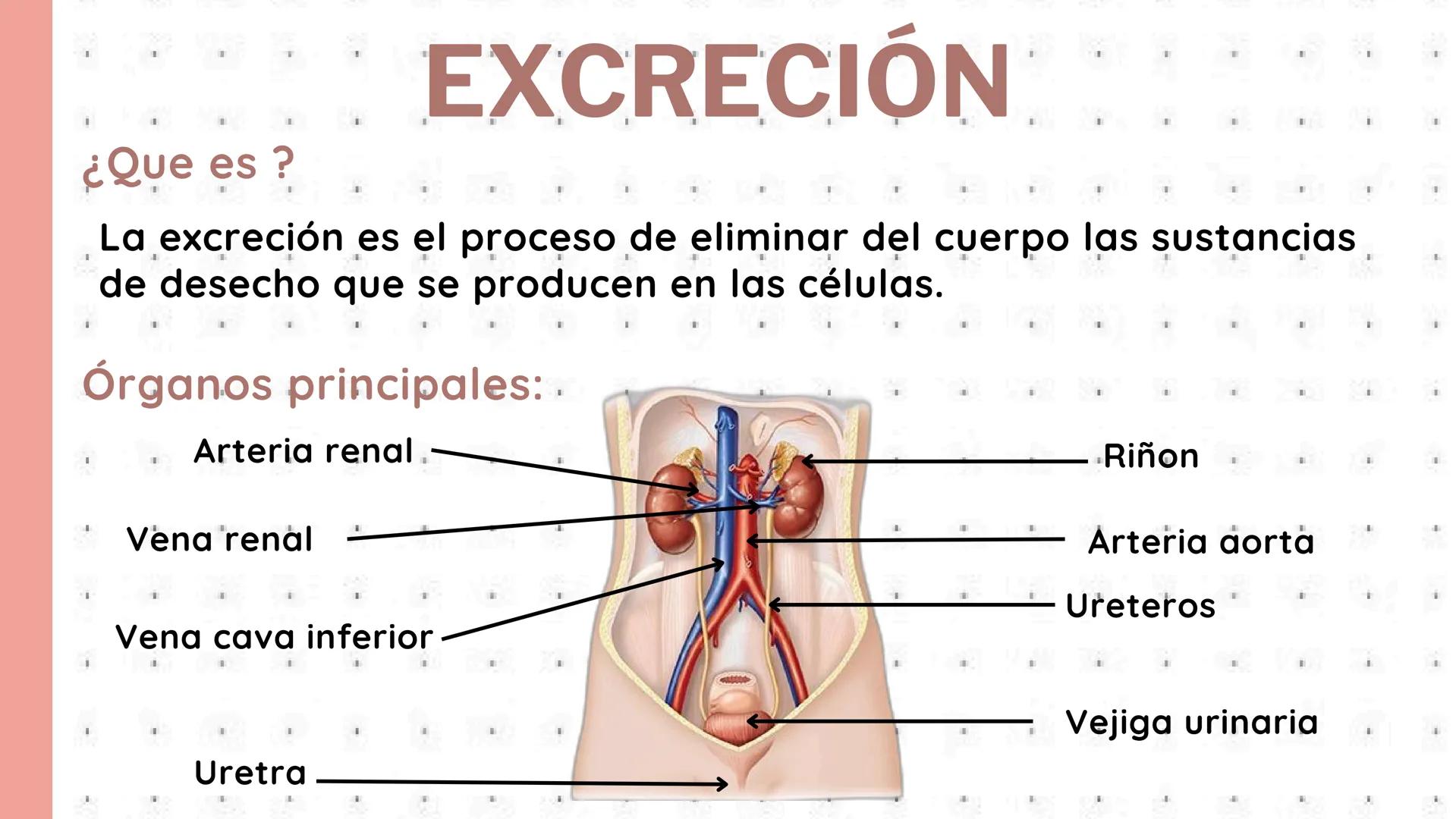 # PROCESOS VITALES
Del cuerpo humano # ¿QUE SON?
Los procesos vitales del cuerpo humano son las funciones
esenciales que permiten que una