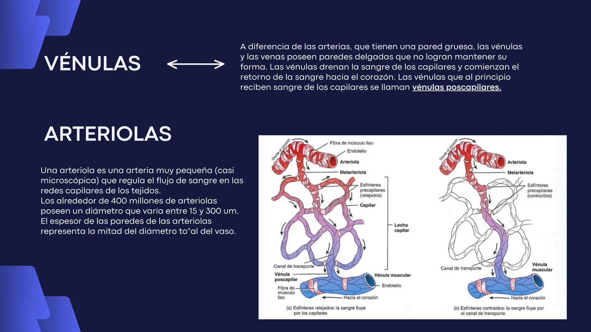 # Aparato
# Cardiovascular
KIMBERLI DÍAZ CHI
EMILY CANCHÉ TOLEDANO
FERNANDA ROVIROSA YÉPEZ
NELCY MALDONADO ESCAMILLA # GENERALIDADES Y ANAT