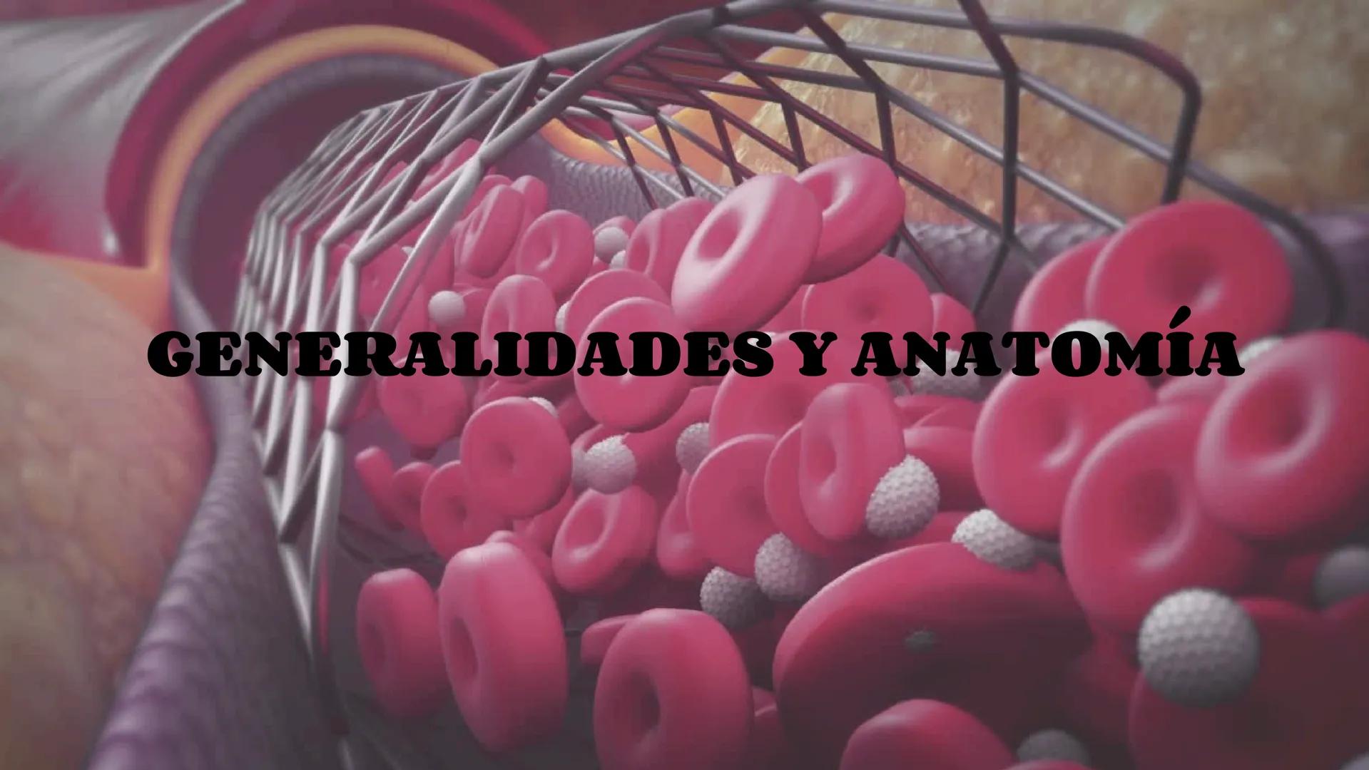 # Aparato
# Cardiovascular
KIMBERLI DÍAZ CHI
EMILY CANCHÉ TOLEDANO
FERNANDA ROVIROSA YÉPEZ
NELCY MALDONADO ESCAMILLA # GENERALIDADES Y ANAT
