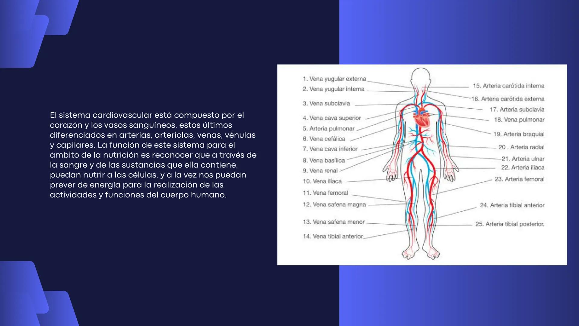 # Aparato
# Cardiovascular
KIMBERLI DÍAZ CHI
EMILY CANCHÉ TOLEDANO
FERNANDA ROVIROSA YÉPEZ
NELCY MALDONADO ESCAMILLA # GENERALIDADES Y ANAT