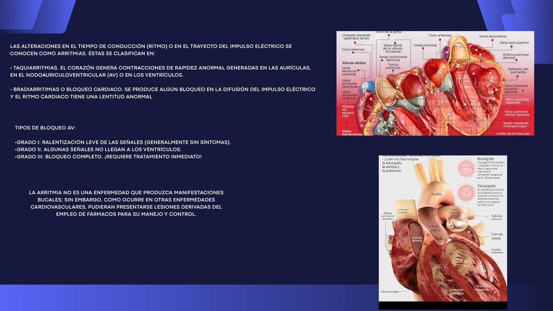 # Aparato
# Cardiovascular
KIMBERLI DÍAZ CHI
EMILY CANCHÉ TOLEDANO
FERNANDA ROVIROSA YÉPEZ
NELCY MALDONADO ESCAMILLA # GENERALIDADES Y ANAT