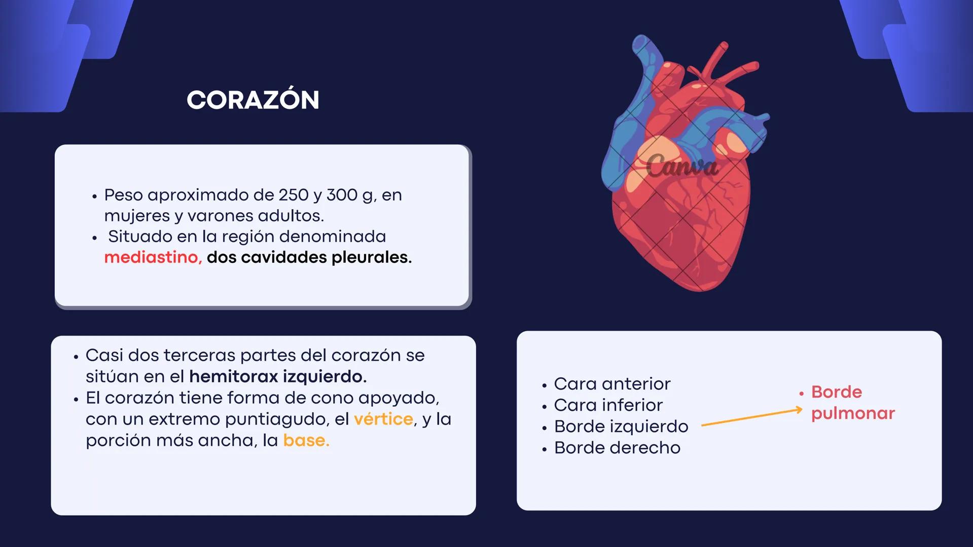 # Aparato
# Cardiovascular
KIMBERLI DÍAZ CHI
EMILY CANCHÉ TOLEDANO
FERNANDA ROVIROSA YÉPEZ
NELCY MALDONADO ESCAMILLA # GENERALIDADES Y ANAT
