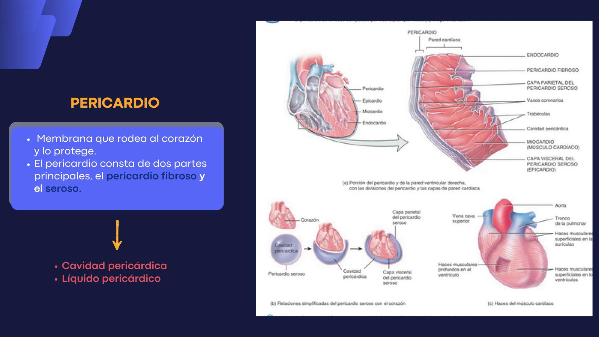 # Aparato
# Cardiovascular
KIMBERLI DÍAZ CHI
EMILY CANCHÉ TOLEDANO
FERNANDA ROVIROSA YÉPEZ
NELCY MALDONADO ESCAMILLA # GENERALIDADES Y ANAT