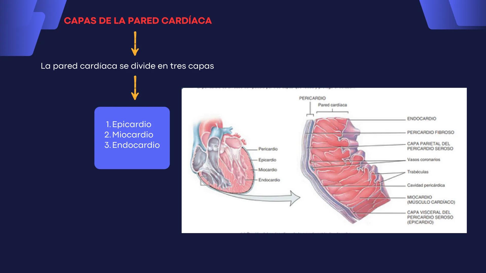 # Aparato
# Cardiovascular
KIMBERLI DÍAZ CHI
EMILY CANCHÉ TOLEDANO
FERNANDA ROVIROSA YÉPEZ
NELCY MALDONADO ESCAMILLA # GENERALIDADES Y ANAT