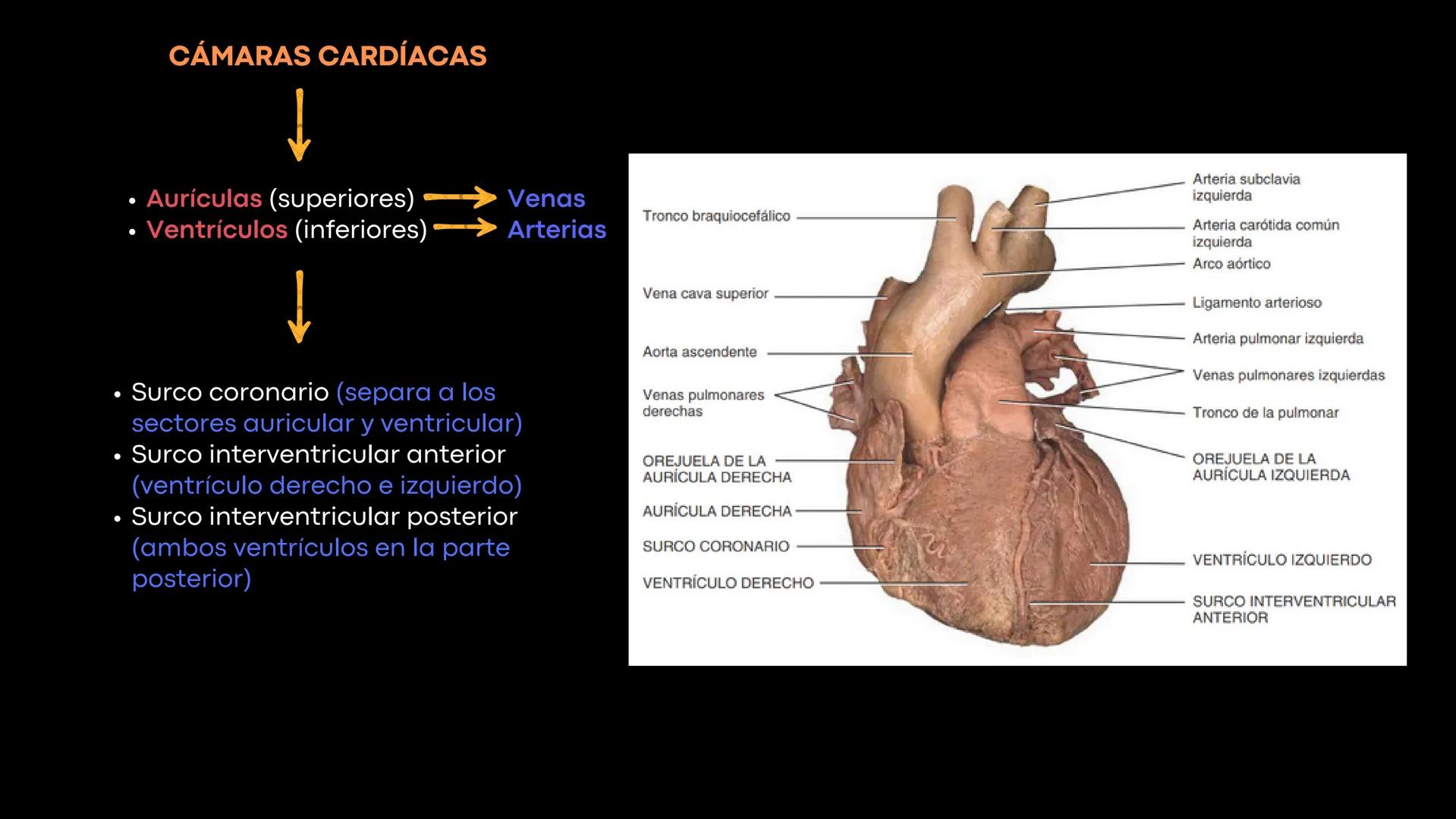 # Aparato
# Cardiovascular
KIMBERLI DÍAZ CHI
EMILY CANCHÉ TOLEDANO
FERNANDA ROVIROSA YÉPEZ
NELCY MALDONADO ESCAMILLA # GENERALIDADES Y ANAT