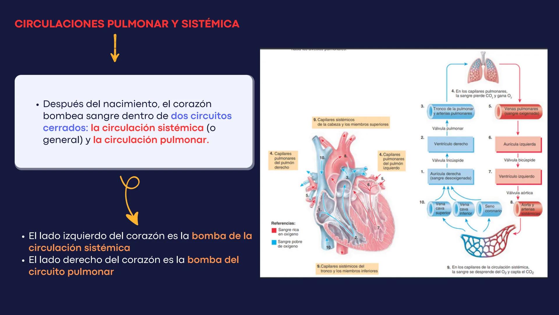 # Aparato
# Cardiovascular
KIMBERLI DÍAZ CHI
EMILY CANCHÉ TOLEDANO
FERNANDA ROVIROSA YÉPEZ
NELCY MALDONADO ESCAMILLA # GENERALIDADES Y ANAT