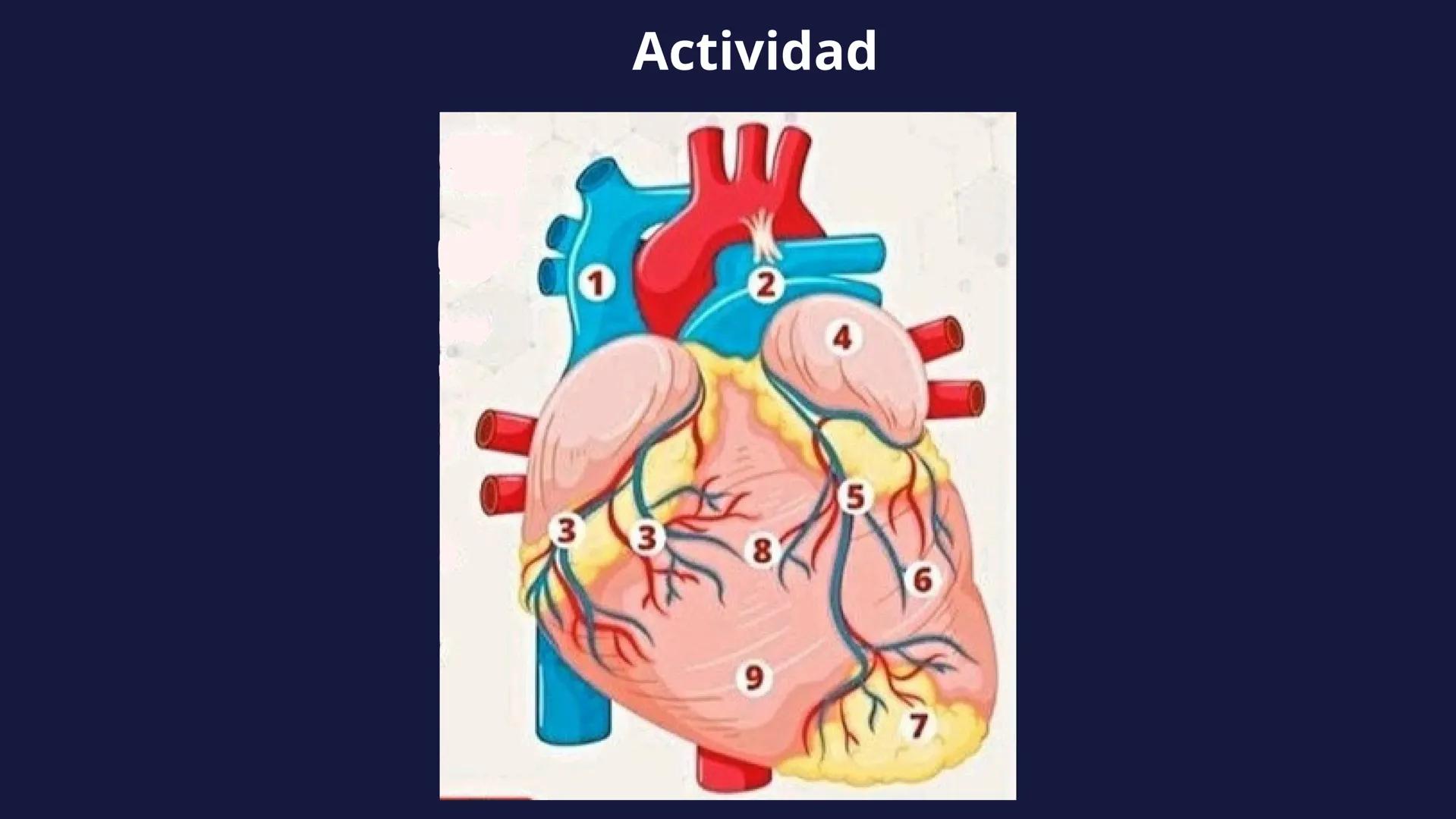 # Aparato
# Cardiovascular
KIMBERLI DÍAZ CHI
EMILY CANCHÉ TOLEDANO
FERNANDA ROVIROSA YÉPEZ
NELCY MALDONADO ESCAMILLA # GENERALIDADES Y ANAT