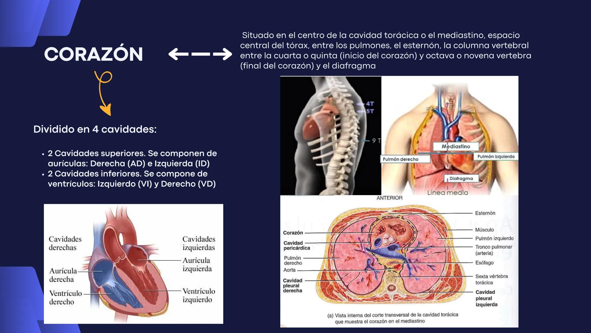 # Aparato
# Cardiovascular
KIMBERLI DÍAZ CHI
EMILY CANCHÉ TOLEDANO
FERNANDA ROVIROSA YÉPEZ
NELCY MALDONADO ESCAMILLA # GENERALIDADES Y ANAT