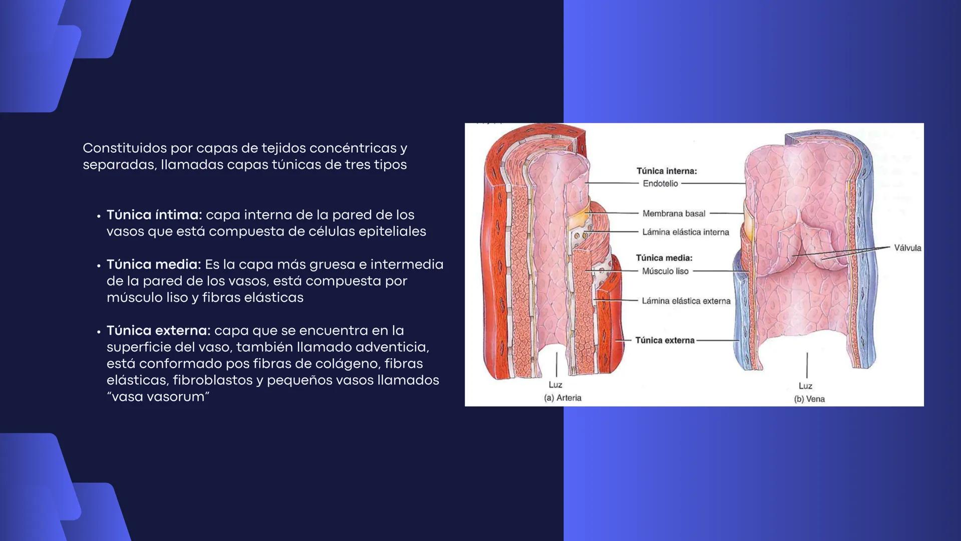 # Aparato
# Cardiovascular
KIMBERLI DÍAZ CHI
EMILY CANCHÉ TOLEDANO
FERNANDA ROVIROSA YÉPEZ
NELCY MALDONADO ESCAMILLA # GENERALIDADES Y ANAT