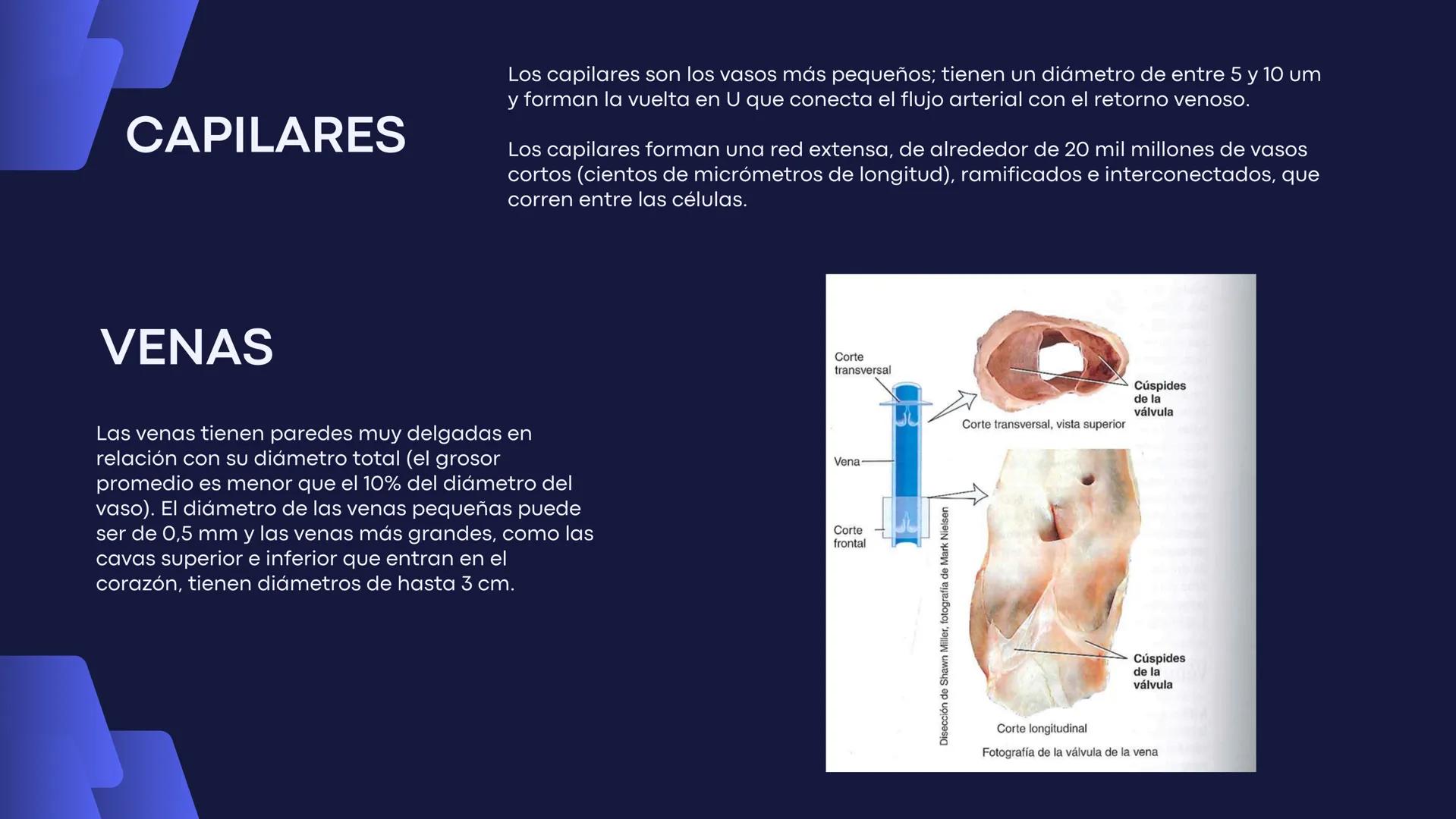 # Aparato
# Cardiovascular
KIMBERLI DÍAZ CHI
EMILY CANCHÉ TOLEDANO
FERNANDA ROVIROSA YÉPEZ
NELCY MALDONADO ESCAMILLA # GENERALIDADES Y ANAT