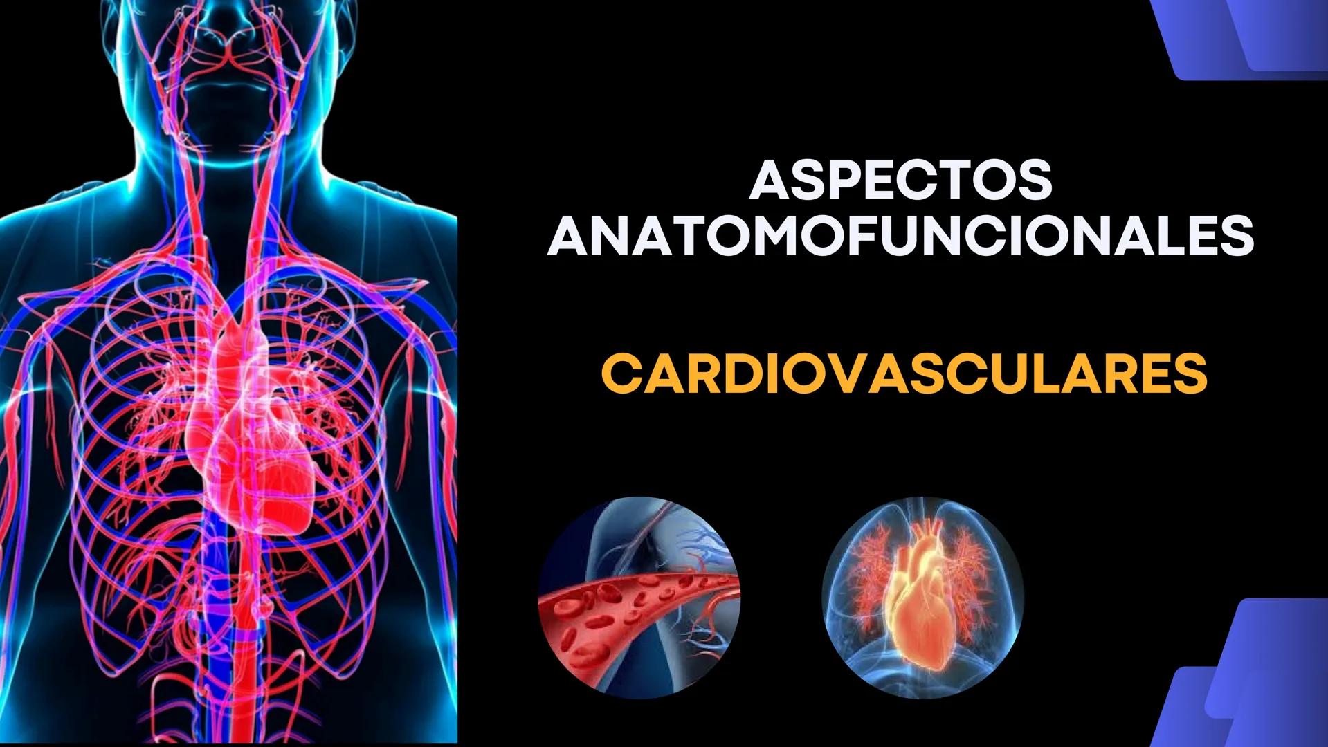 # Aparato
# Cardiovascular
KIMBERLI DÍAZ CHI
EMILY CANCHÉ TOLEDANO
FERNANDA ROVIROSA YÉPEZ
NELCY MALDONADO ESCAMILLA # GENERALIDADES Y ANAT