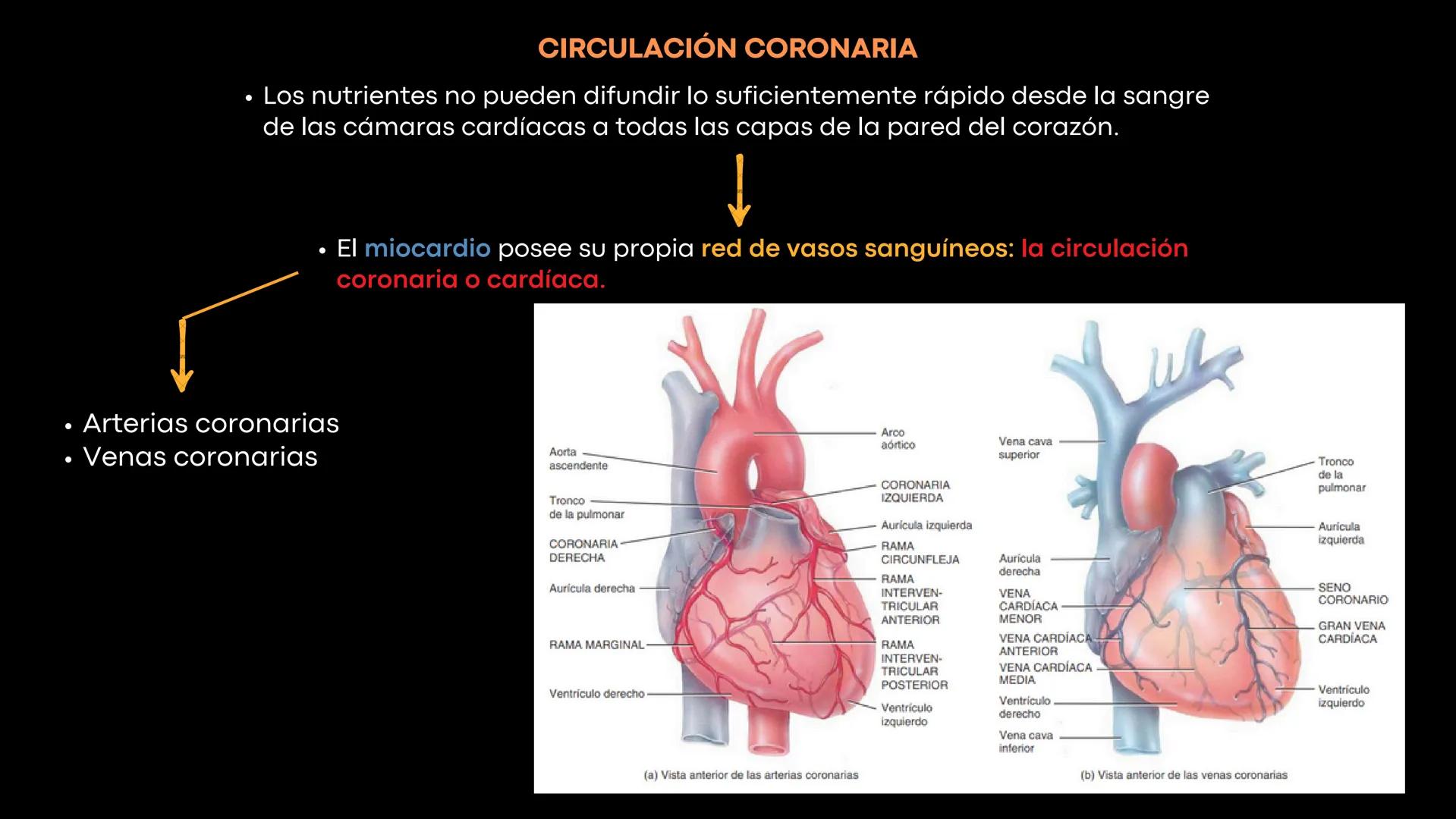 # Aparato
# Cardiovascular
KIMBERLI DÍAZ CHI
EMILY CANCHÉ TOLEDANO
FERNANDA ROVIROSA YÉPEZ
NELCY MALDONADO ESCAMILLA # GENERALIDADES Y ANAT