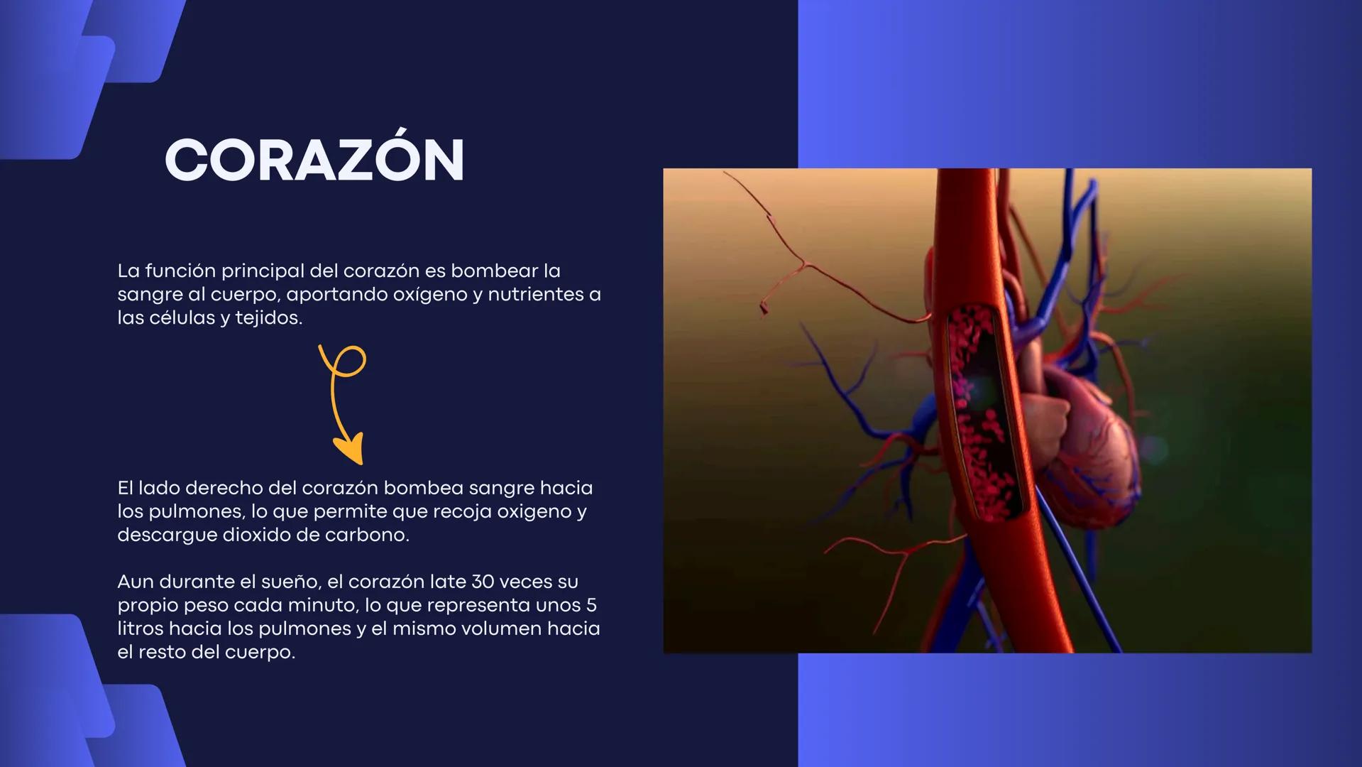 # Aparato
# Cardiovascular
KIMBERLI DÍAZ CHI
EMILY CANCHÉ TOLEDANO
FERNANDA ROVIROSA YÉPEZ
NELCY MALDONADO ESCAMILLA # GENERALIDADES Y ANAT
