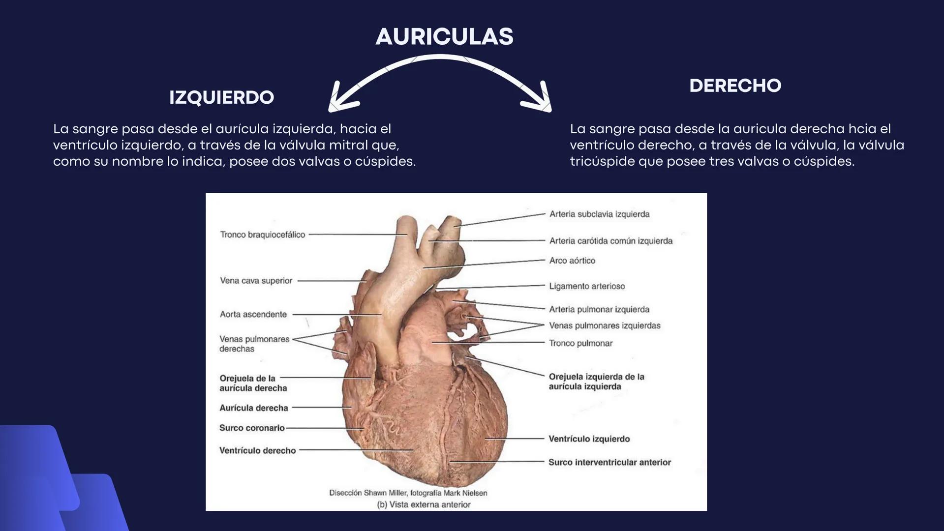 # Aparato
# Cardiovascular
KIMBERLI DÍAZ CHI
EMILY CANCHÉ TOLEDANO
FERNANDA ROVIROSA YÉPEZ
NELCY MALDONADO ESCAMILLA # GENERALIDADES Y ANAT