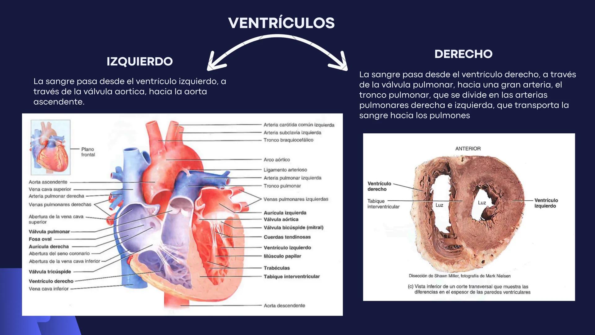 # Aparato
# Cardiovascular
KIMBERLI DÍAZ CHI
EMILY CANCHÉ TOLEDANO
FERNANDA ROVIROSA YÉPEZ
NELCY MALDONADO ESCAMILLA # GENERALIDADES Y ANAT