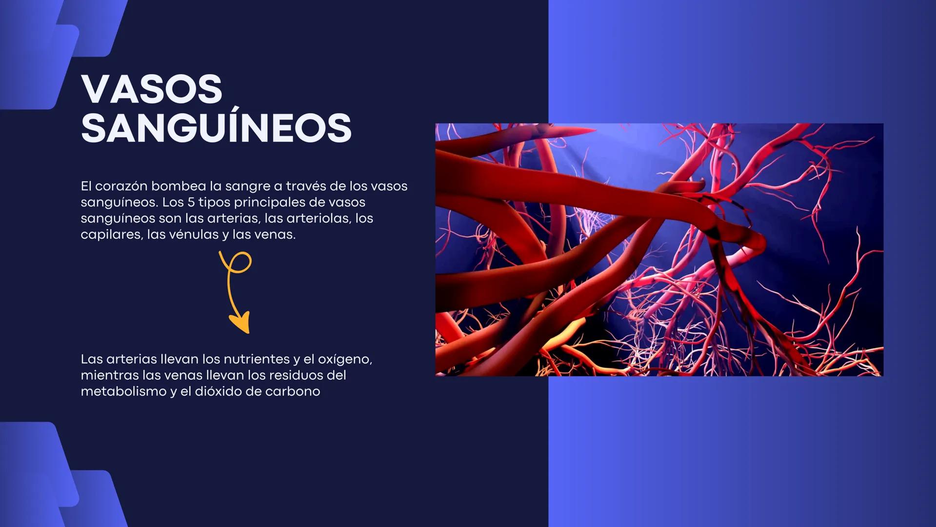 # Aparato
# Cardiovascular
KIMBERLI DÍAZ CHI
EMILY CANCHÉ TOLEDANO
FERNANDA ROVIROSA YÉPEZ
NELCY MALDONADO ESCAMILLA # GENERALIDADES Y ANAT