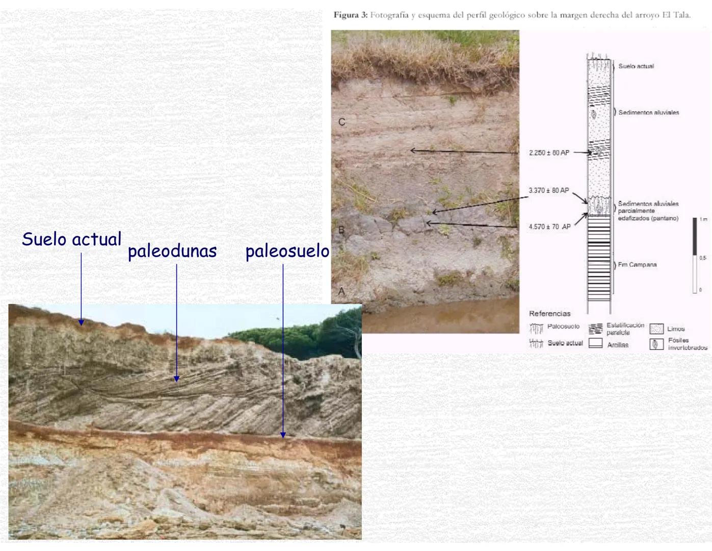 Suelos
Curso Ciencias de la Tierra, Fac. Ciencias-UNAM
Prof. Cecilia I. Caballero Miranda # Estudio del suelo
CIENCIAS dedicadas al estudi