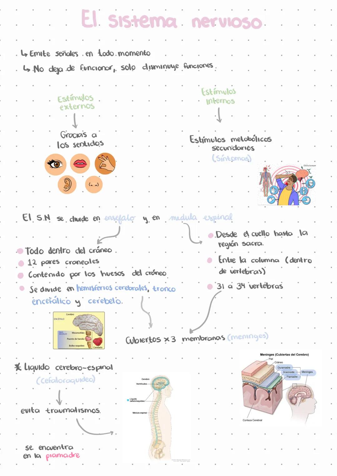 # El sistema nervioso.
L↳ Emite señales en todo momento
↳ No deja de funcionar, solo disminuye funciones.
Estímulos
externos
Estímulos
i
