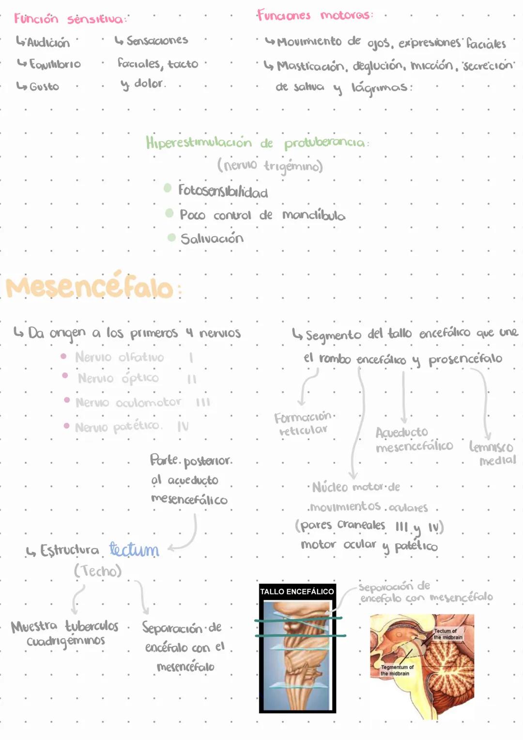 # El sistema nervioso.
L↳ Emite señales en todo momento
↳ No deja de funcionar, solo disminuye funciones.
Estímulos
externos
Estímulos
i