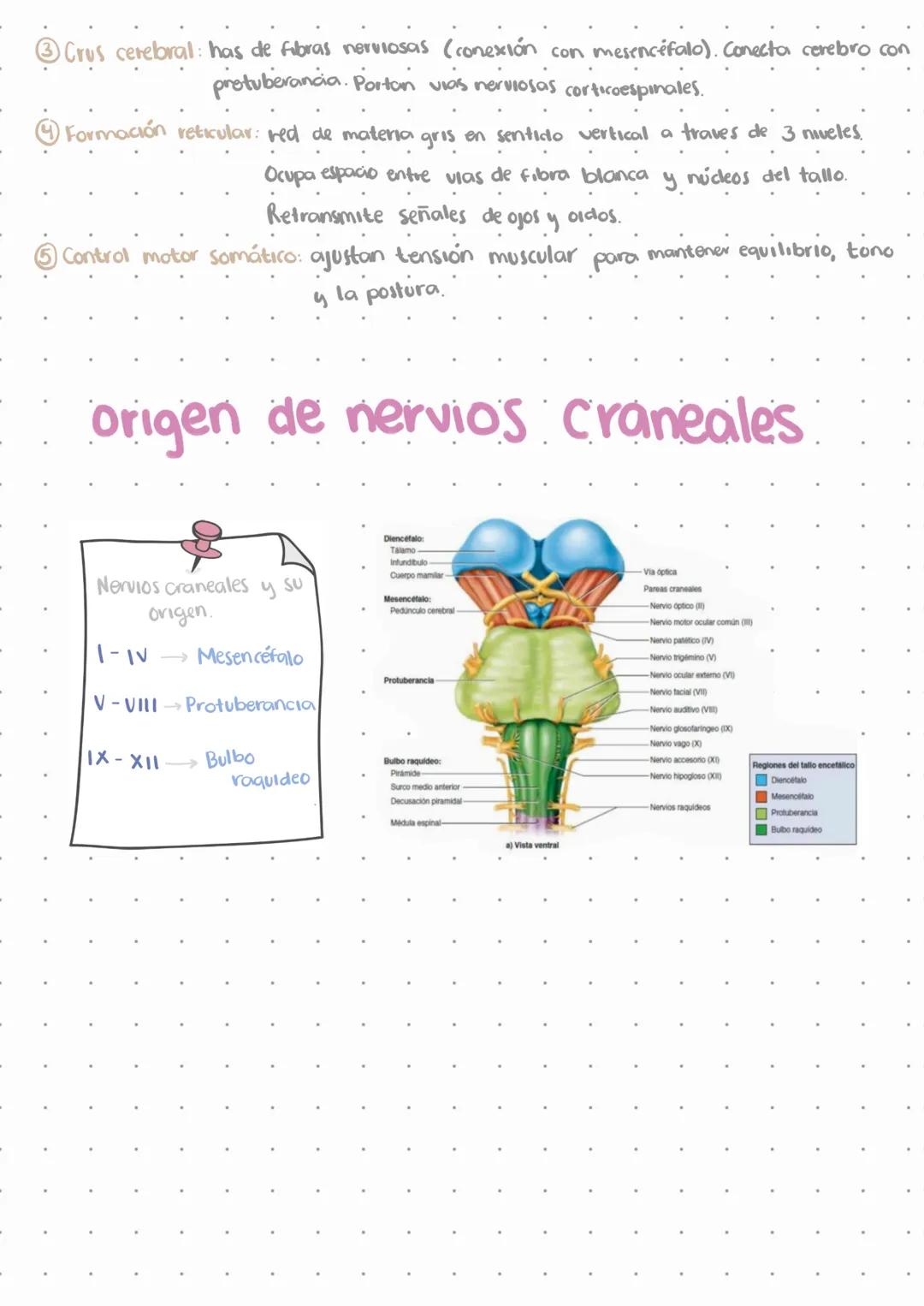 # El sistema nervioso.
L↳ Emite señales en todo momento
↳ No deja de funcionar, solo disminuye funciones.
Estímulos
externos
Estímulos
i