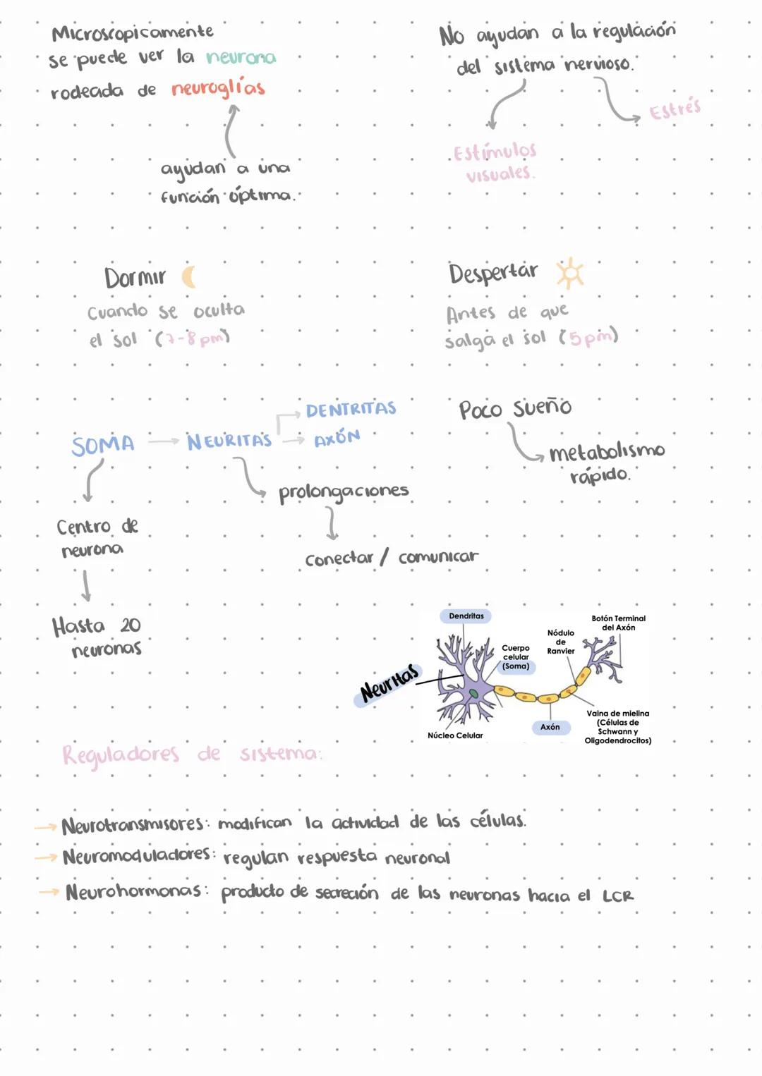 # El sistema nervioso.
L↳ Emite señales en todo momento
↳ No deja de funcionar, solo disminuye funciones.
Estímulos
externos
Estímulos
i