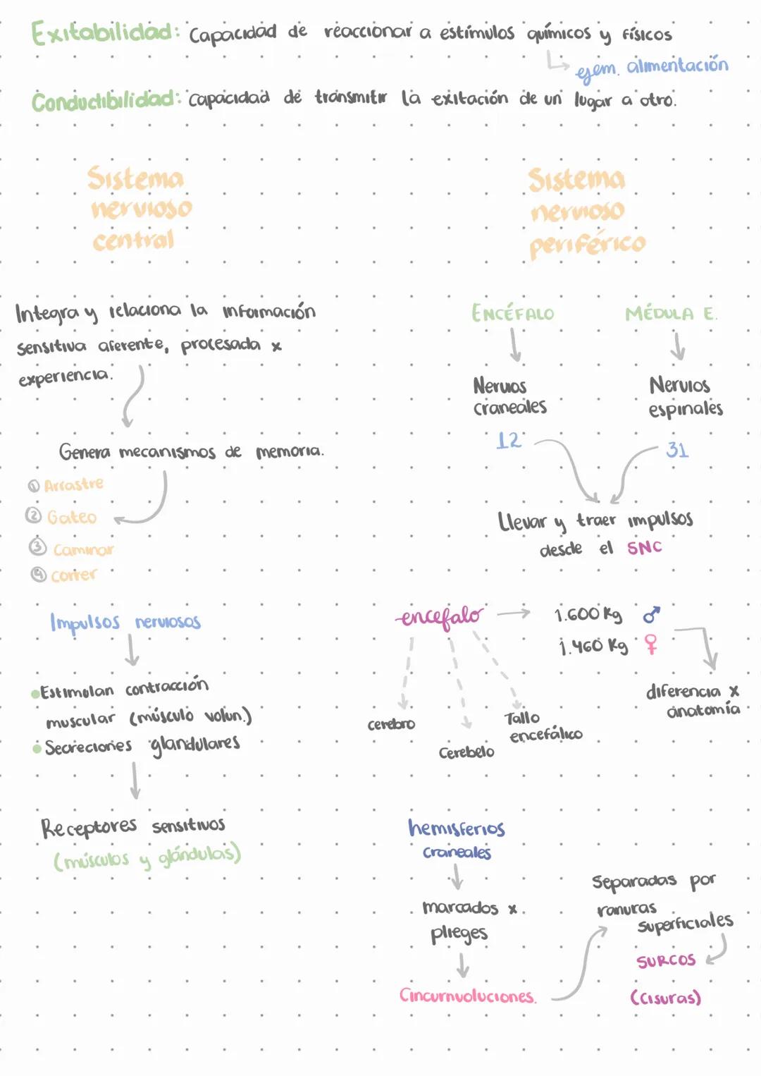 # El sistema nervioso.
L↳ Emite señales en todo momento
↳ No deja de funcionar, solo disminuye funciones.
Estímulos
externos
Estímulos
i