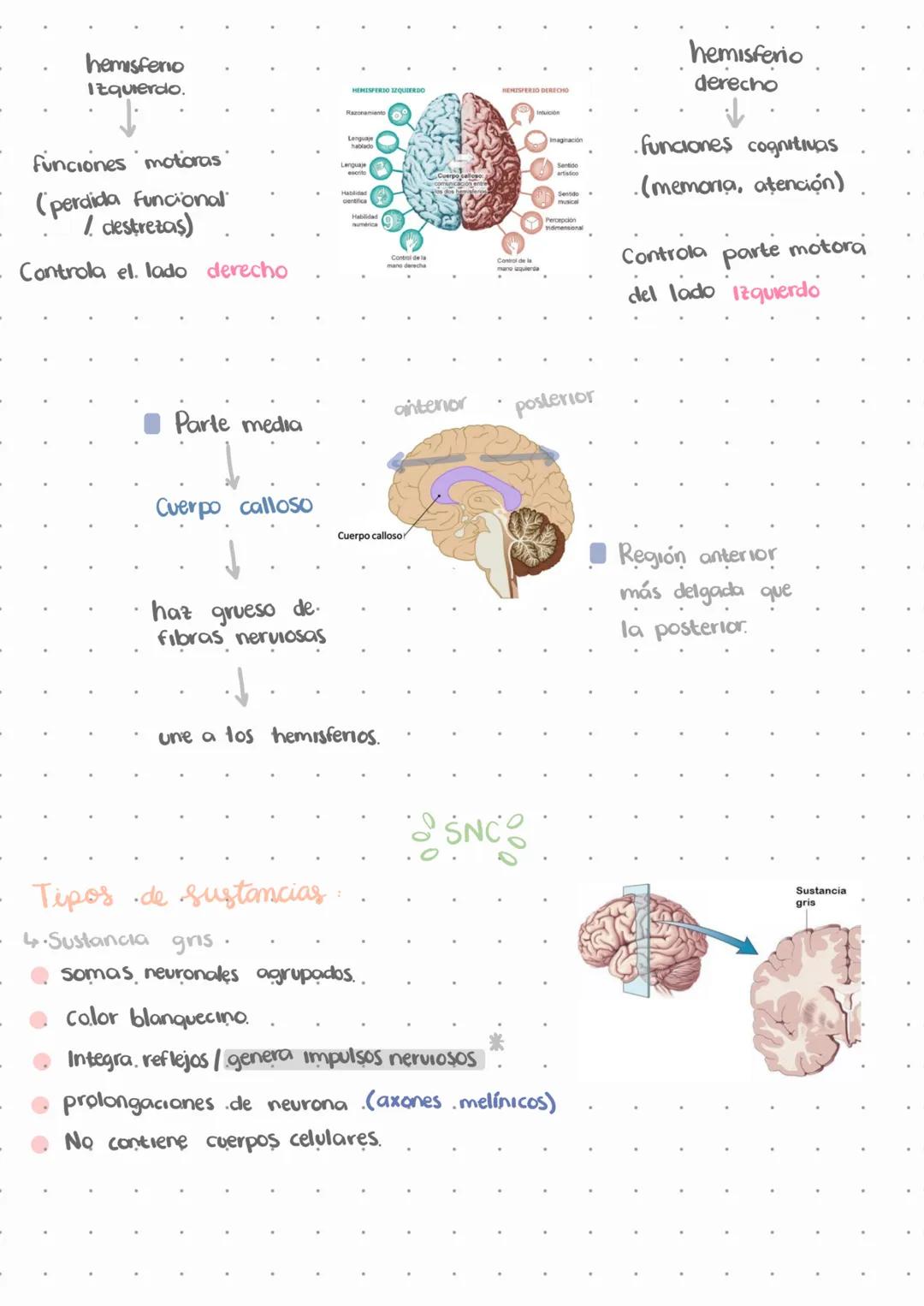 # El sistema nervioso.
L↳ Emite señales en todo momento
↳ No deja de funcionar, solo disminuye funciones.
Estímulos
externos
Estímulos
i