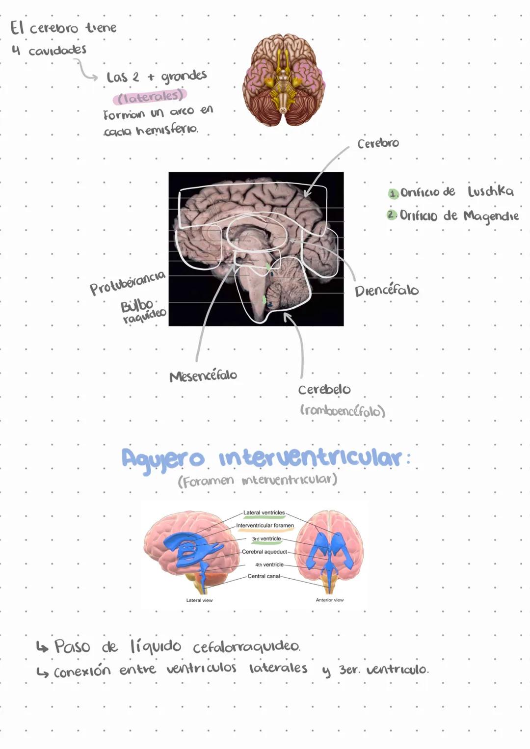 # El sistema nervioso.
L↳ Emite señales en todo momento
↳ No deja de funcionar, solo disminuye funciones.
Estímulos
externos
Estímulos
i