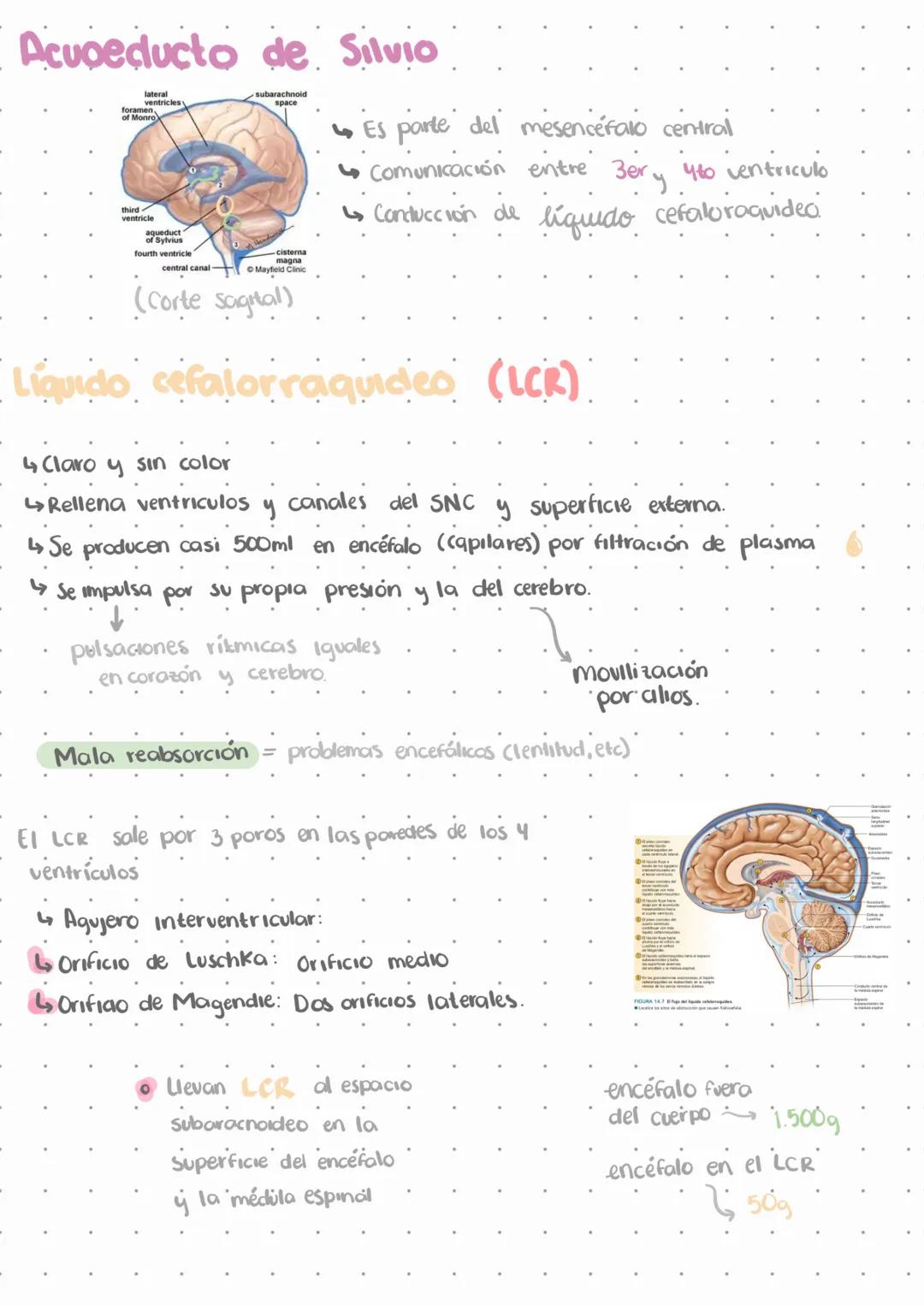 # El sistema nervioso.
L↳ Emite señales en todo momento
↳ No deja de funcionar, solo disminuye funciones.
Estímulos
externos
Estímulos
i