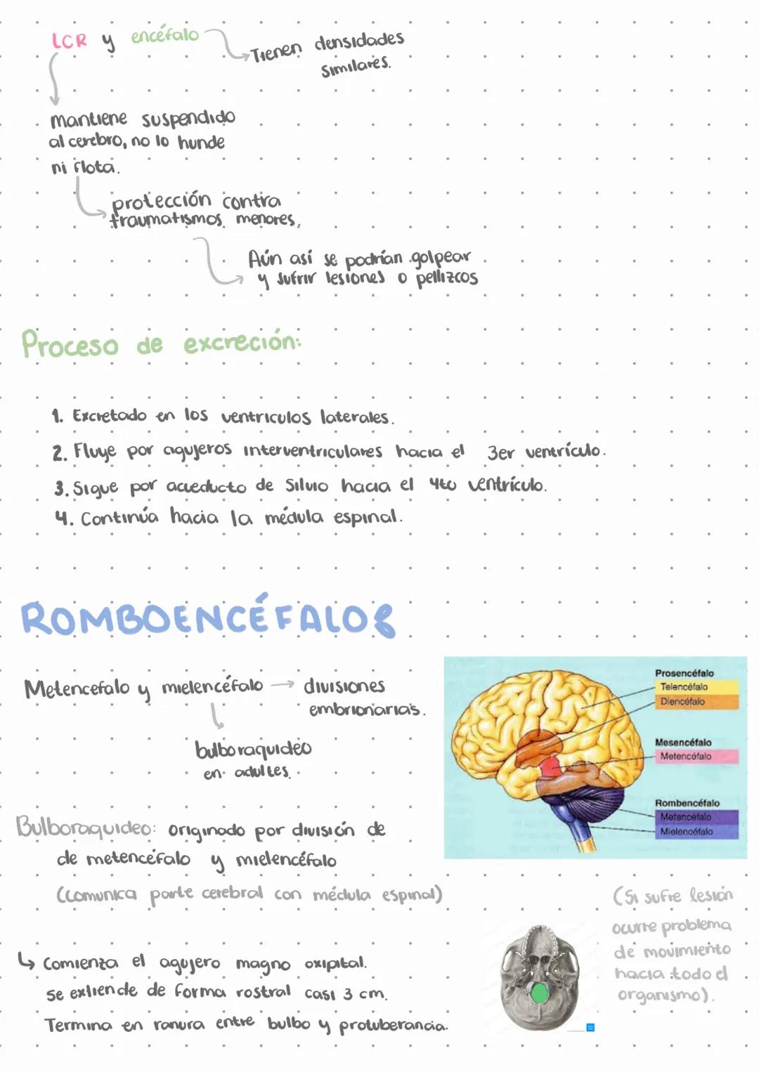 # El sistema nervioso.
L↳ Emite señales en todo momento
↳ No deja de funcionar, solo disminuye funciones.
Estímulos
externos
Estímulos
i
