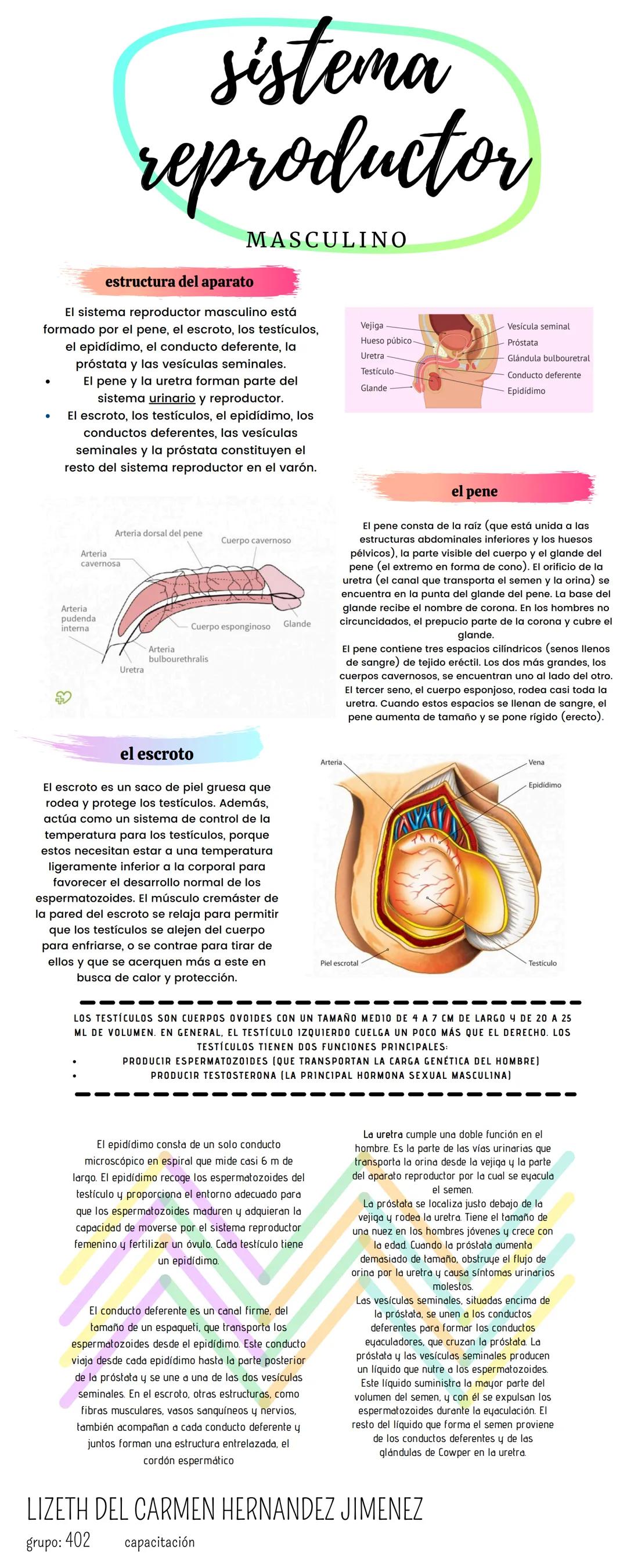 sistema
reproductor
MASCULINO
estructura del aparato
El sistema reproductor masculino está
formado por el pene, el escroto, los testiculos,