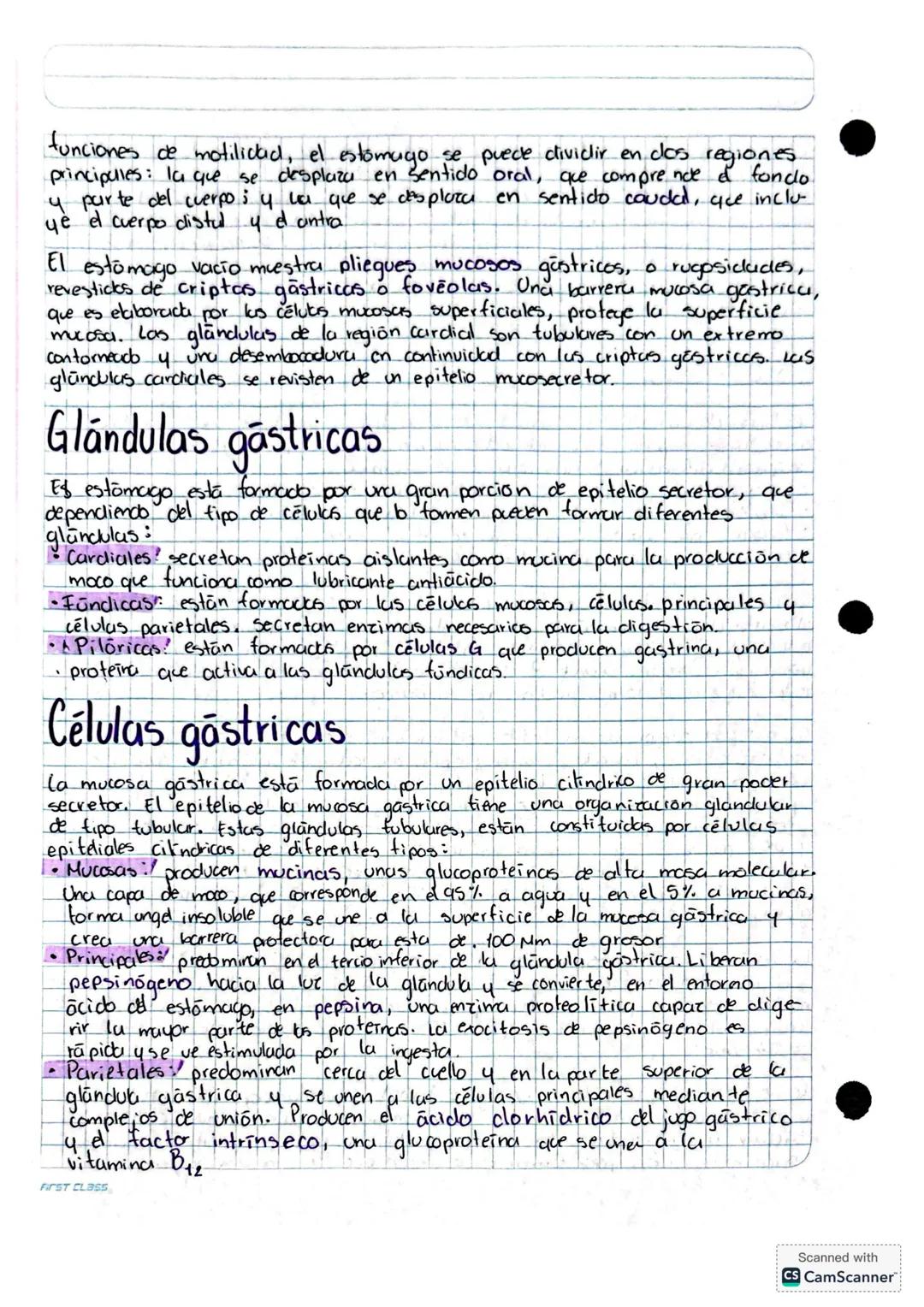 SISTEMA DIGESTIVO
Organización
Comprende al tubo o tracto digestivo y los órganos auxiliares que permiten el
correcto funcionamiento del sis