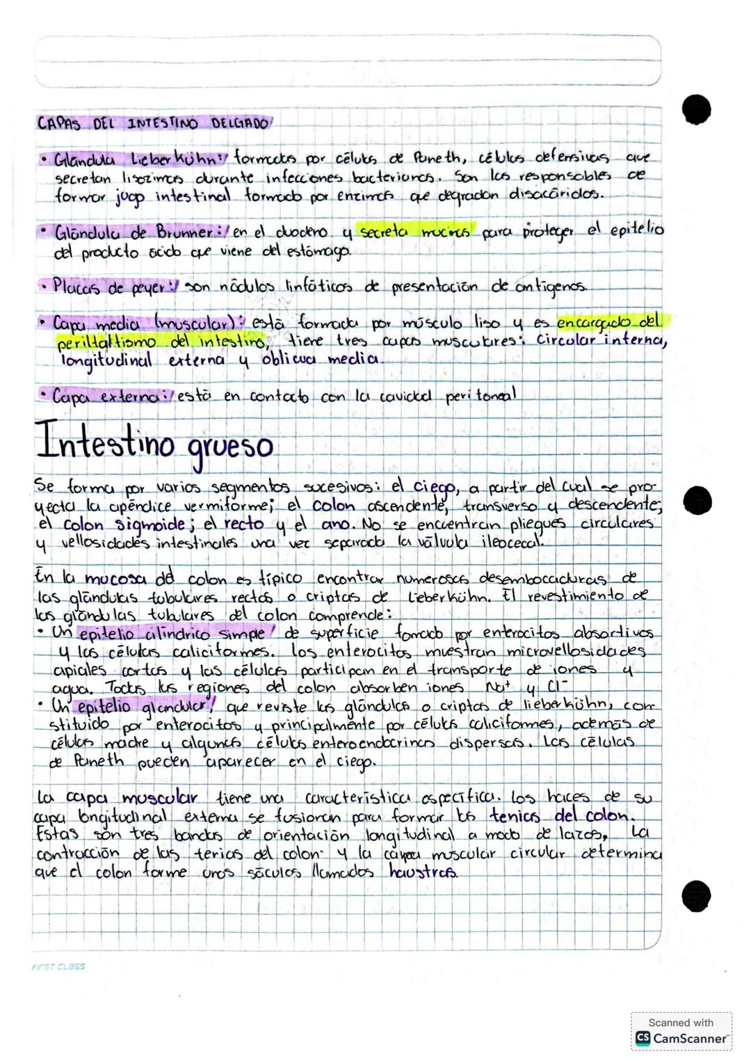 SISTEMA DIGESTIVO
Organización
Comprende al tubo o tracto digestivo y los órganos auxiliares que permiten el
correcto funcionamiento del sis