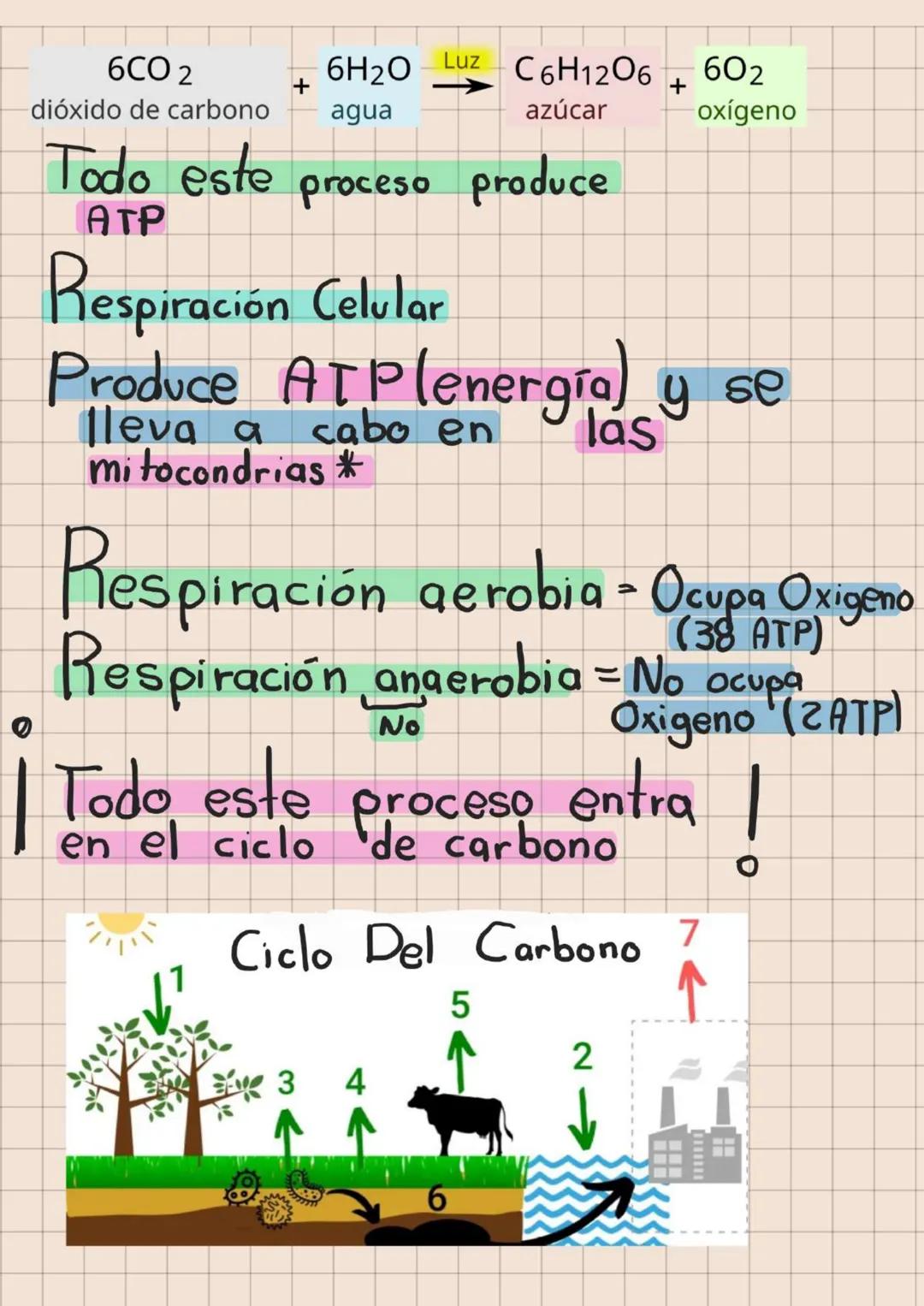 BIOLOGIA
El valor de la Biodiversidad
Caracteristicas Comunes
De Los Seres Vivos
CÉLULA ANIMAL
Membrana
Estructura
celular
(crecimiento)
HOM