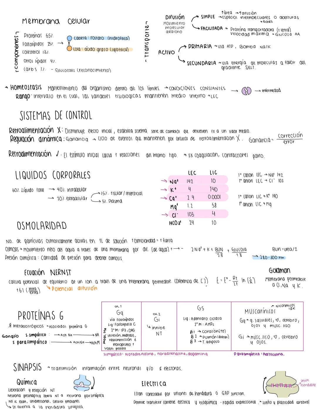 ## Membrana celular
- Proteinas 55%
- Fosfolipidos 25%
- Colesterol 13%
- Otros lipidos 4%
(carb. 17)
Cabeza: Fosfato (hidrofílica)
Cola: á